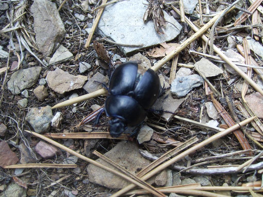 Coleottero da ID (fam. Scarabeidae?)